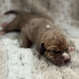 Belle - Merle female Great Dane puppy in Montgomery, Texas from KD Sweet Southern Danes