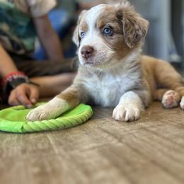 Ravioli Boy 1 (LEVI) - Red merle male Australian Shepherd puppy in Johnson City, Tennessee from St. Isidore Australian Shepherds