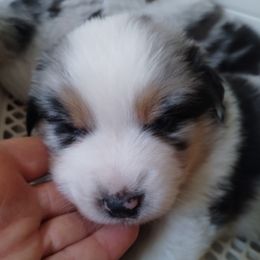 Brass - Blue merle male Miniature American Shepherd puppy in Springfield, Missouri from Sunrock Kennel