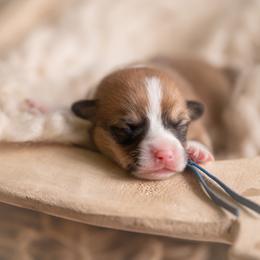 Blue collar Male- Mario - Red male Pembroke Welsh Corgi puppy in Waverly Hall, Georgia from 6g Ranch Corgis