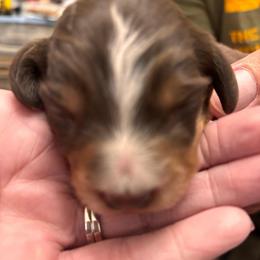 Boy 4-Donnie - Piebald male Dachshund puppy in Dorchester, Texas from Texas Mini Dachs