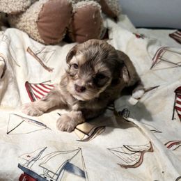 Chocolate and tan - Chocolate sable male Havanese puppy in East Lansing, Michigan from VanCort's Happy Havanese