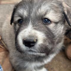 Red - Fawn male Anatolian Pyrenees puppy in Pleasant View, Colorado from Pails & Provisions Farm