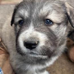 Red - Fawn male Anatolian Pyrenees puppy in Pleasant View, Colorado from Pails & Provisions Farm