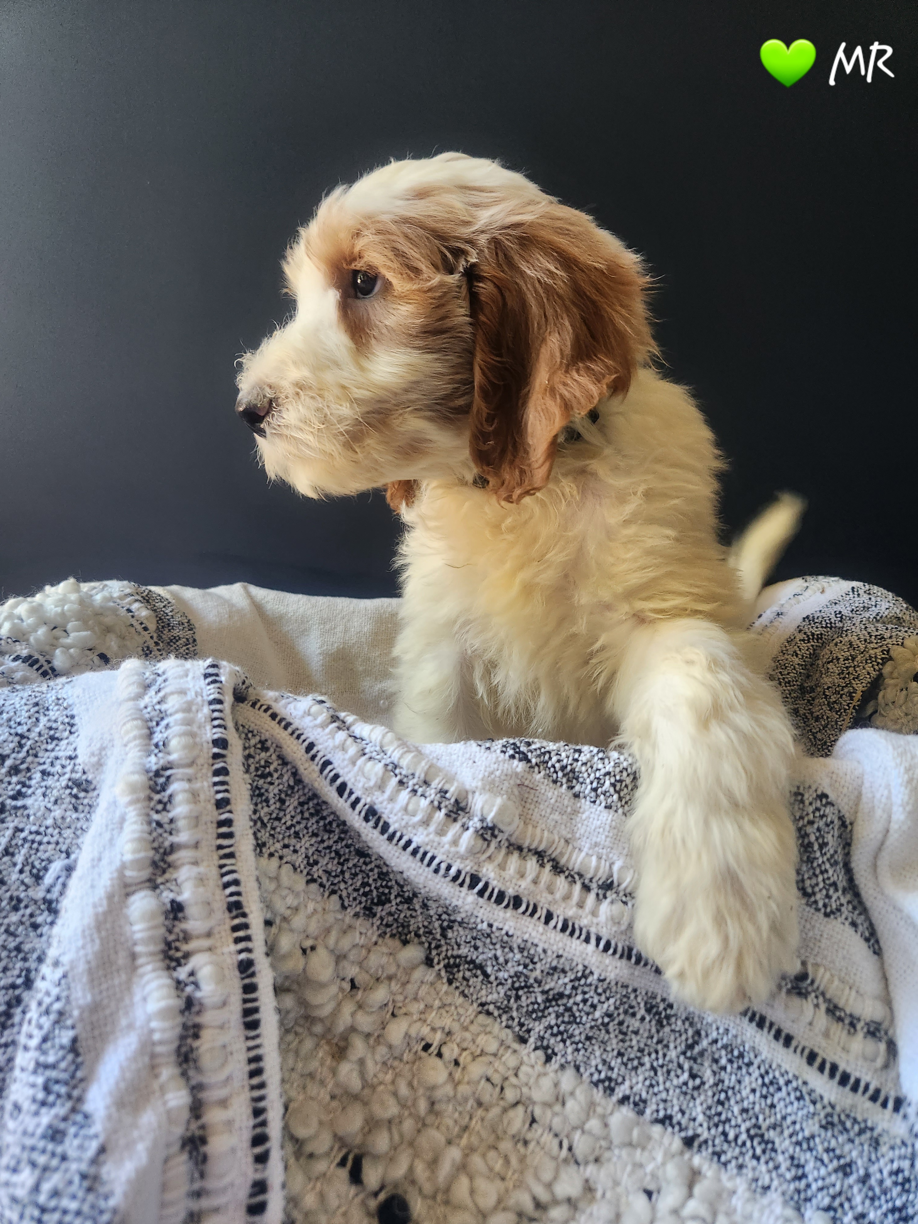 Goldendoodle Puppies from Oodles of Doodles