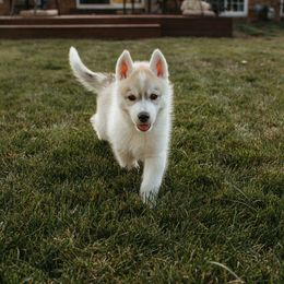 Siberian Husky Puppies from Polaire Siberians
