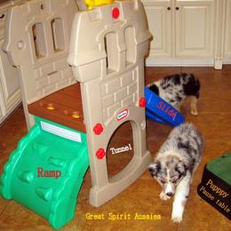 Australian Shepherd Puppies from Great Spirit Aussies