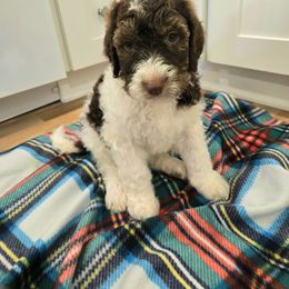 Goofy - Brown and white male Bernedoodle puppy in Mckenzie, Tennessee from Small Town Doodles & Poodles