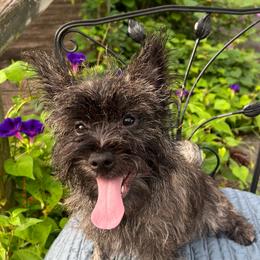 Beautiful Red Brindle Boy - Red brindle male Cairn Terrier puppy in Blaine, Tennessee from Rose Brier Pembroke Welsh Corgis