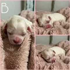 Girl 2 - Blenheim female Cavachon puppy in Smoot, Wyoming from Designer Mountain Mutts