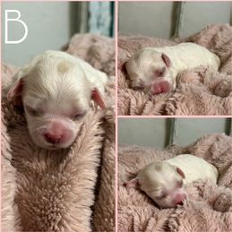 Girl 2 - Blenheim female Cavachon puppy in Smoot, Wyoming from Designer Mountain Mutts