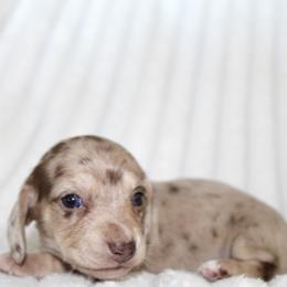 Tatiana - Dapple female Dachshund puppy in Fairfax, Iowa from Grayson’s Lovable Dachshunds