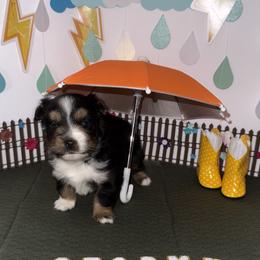 Stormy - Black tri female Toy Australian Shepherd puppy in Hillsboro, Kansas from Hotmess of Aussies