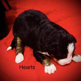 Hearts OFA - Black rust and white female Bernese Mountain Dog puppy in Strasburg, Ohio from Lois Allison