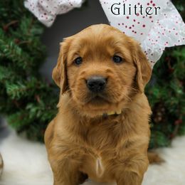 Glitter - Golden female Golden Retriever puppy in Scio, Oregon from Webb's Wold Kennels
