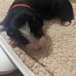 Valor - Black rust and white male Bernese Mountain Dog puppy in Redlands, California from Country Feels Ranch