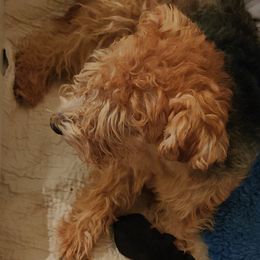 Giant Schnauzer and Lakeland Terrier Puppies from Lazy VL Lakelands