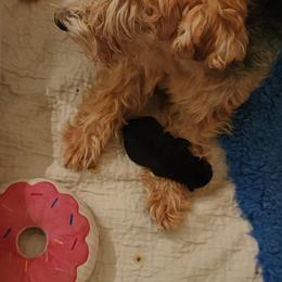 Giant Schnauzer and Lakeland Terrier Puppies from Lazy VL Lakelands