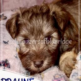 BRAUNE - Miniature Schnauzer