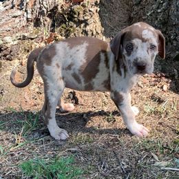 Teal collar female - Red merle female Catahoula Leopard Dog puppy in Gadsden, Alabama from Rich Cat’s