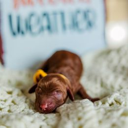 Fleece - Apricot female Goldendoodle puppy in Ludington, Michigan from WestShoreDoodles