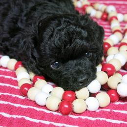 Ebony - Black female Poodle puppy in Waynesboro, Pennsylvania from Christina's Poodles