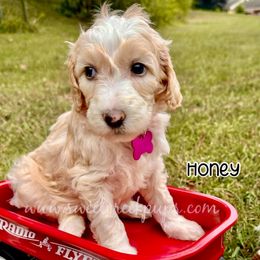Honeysuckle - Fawn and white female Sheepadoodle puppy in Cambridge, Ohio from Sweet Creek Pups