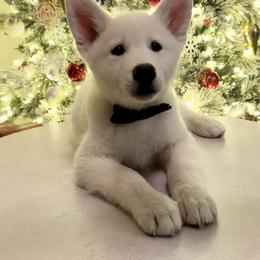 Siberian Husky Puppies from Snowy Siberians