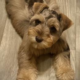 Miniature Schnauzer Puppies from K&K Precious Tx schnauzers