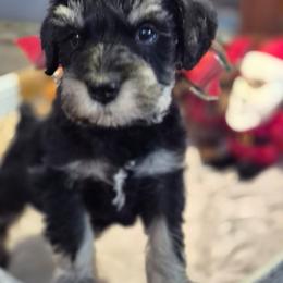 Schroeder - Black and silver male Miniature Schnauzer puppy in Fountain City, Indiana from Bearded Dynasty Schnauzers