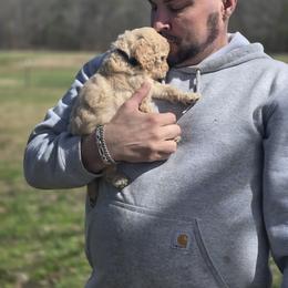 Poodle Puppies from Windy Oak Kennels