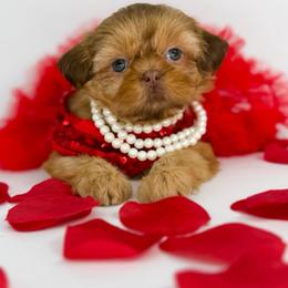 Fanta - Liver female Shih Tzu puppy in League City, Texas from Divine Pups