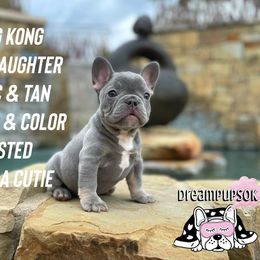French Bulldog Puppies from Dreampups