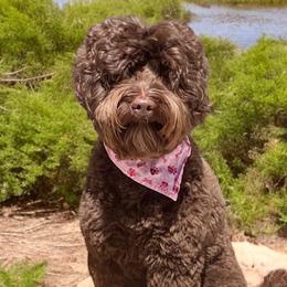 Shelby - Australian Labradoodle