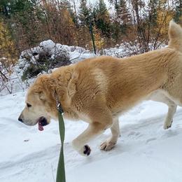Central Asian Shepherd Dog All Grown Up from Alabaivalley