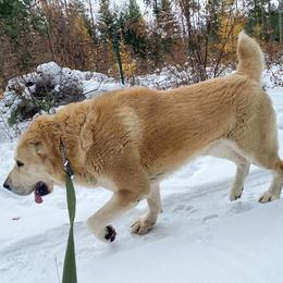 Central Asian Shepherd Dog All Grown Up from Alabaivalley