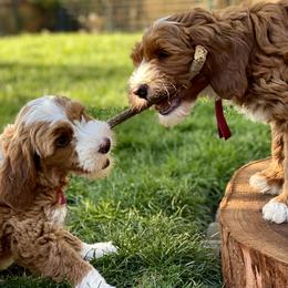 Australian Labradoodle Puppies from Cascade Canyon Labradoodles