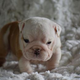Popcorn - Red and white female Bulldog puppy in Bradleyville, Missouri from HurstBulldogs