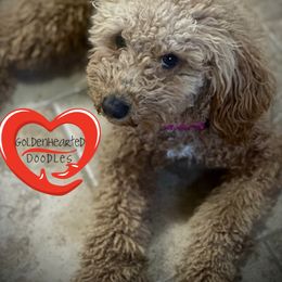 Barklee - Goldendoodle