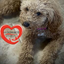 Barklee - Goldendoodle
