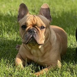 French Bulldogs from Haley's Frenchie Exchange