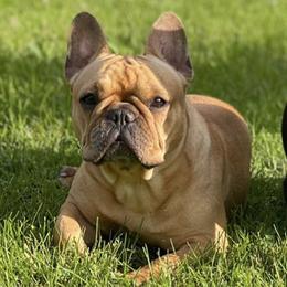 French Bulldogs from Haley's Frenchie Exchange