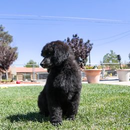 Marigold: Bursting with Cheer! 🌼 - Black Poodle puppy in Hesperia, California from HD Poodles