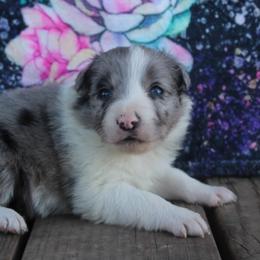 Andromeda - Blue merle female Border Collie puppy in Parsons, Kansas from Feathered Cactus Farm