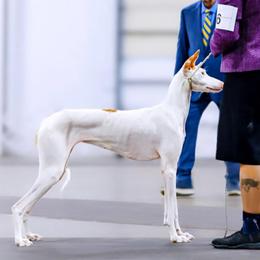 Cherry Cola - Ibizan Hound