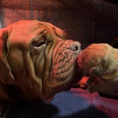 Dogue de Bordeaux puppies from Rogue Bordeaux
