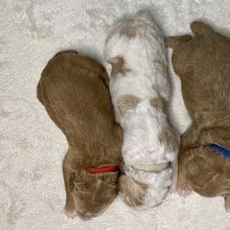 Poodle Puppies from Graceful Poodle Paws