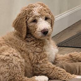 Goldendoodles from Whisper Wood Creek