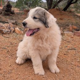Honor - White and badger female Great Pyrenees puppy in Tombstone, Arizona from WeVolution Off-Grid