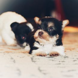 Yorkshire Terrier Puppies from Tiffany’s Colorful Yorkies